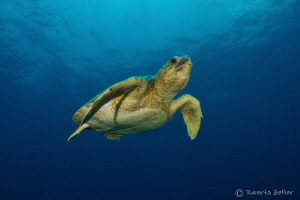 Swimming turtle, Nauticam housing, Tokina 10-17MM, Sea & ... by Roberta Zeller 